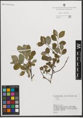 Foto von Salix L.